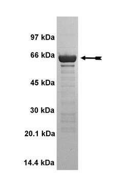 Eurofins DiscoverX MAP Kinase 2/Erk2 Human Protein, Unactive 50 &mu;g | Buy Online | Eurofins DiscoverX | Fisher Scientific